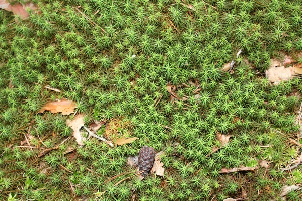 Forest moss achtergrond — Stockfoto