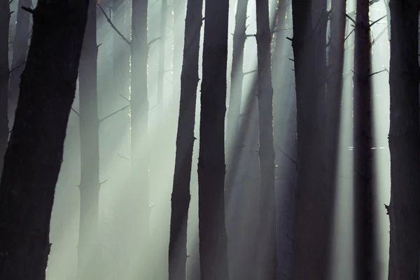 아름 다운 안개 낀 숲 로열티 프리 스톡 사진