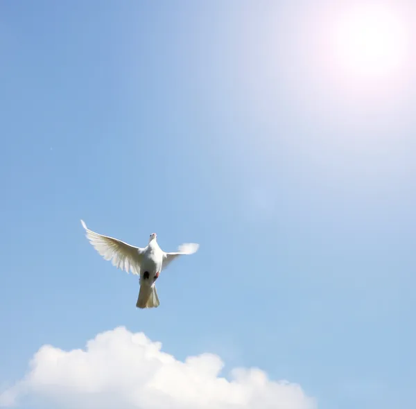 Dove in the air with wings wide open Royalty Free Stock Images