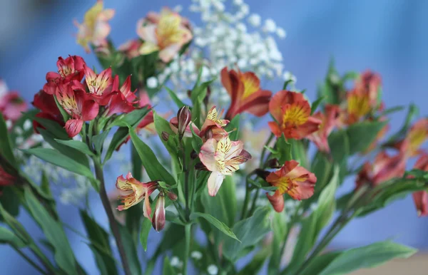 Alstroemeria blomster - Stock-foto