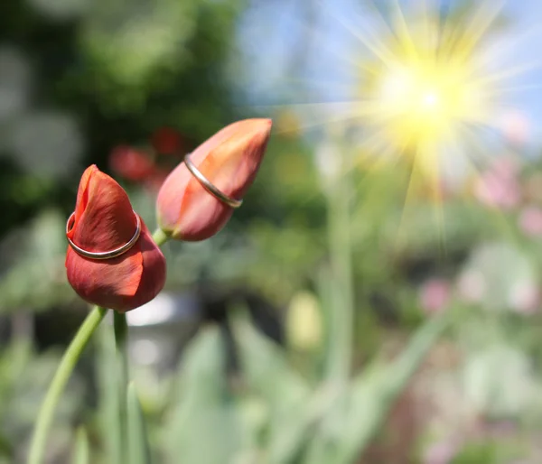 Обручки і квіти тюльпани — стокове фото