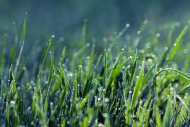Çiy damlalı taze çimen