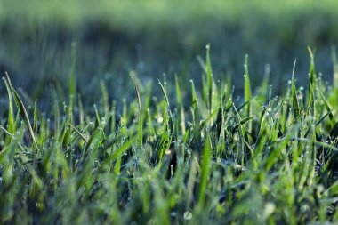 su damlaları ile sabah çimen 