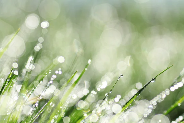 Fondo de hierba verde con bokeh — Foto de Stock