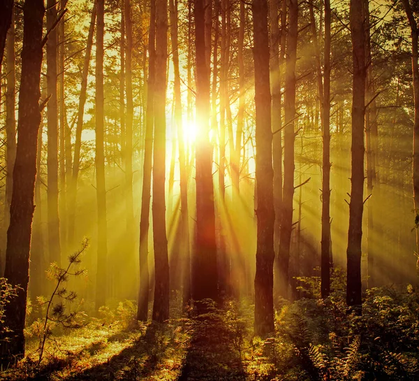 Schöner Morgen Kiefernwald — Stockfoto