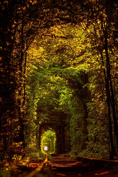 Tunel Miłości Ukrainie Naturalny Tunel Utworzony Przez Drzewa Wzdłuż Pociągu — Zdjęcie stockowe