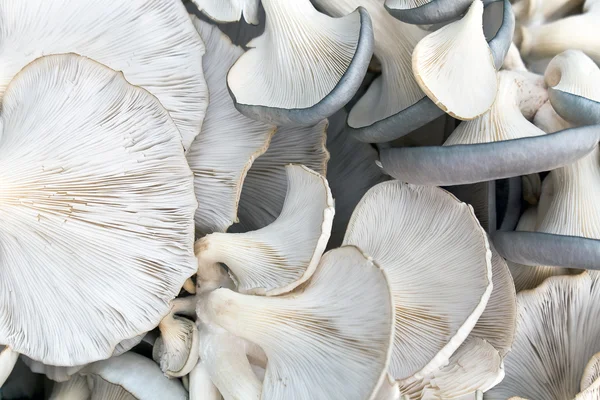 Oyster mushrooms as background — Stock Photo, Image