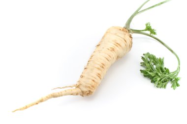 kök ve yaprak taze maydanoz