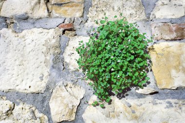 yaprak ve çiçek taş duvar