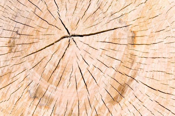 Textura del tocón del árbol como fondo —  Fotos de Stock