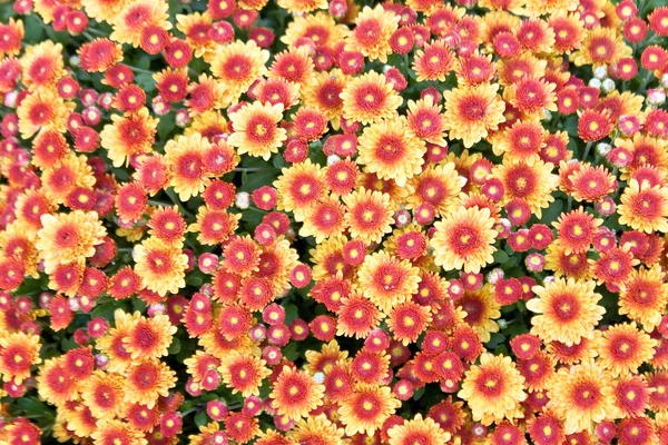Κόκκινο χρυσάνθεμο λουλούδι φόντο — Φωτογραφία Αρχείου