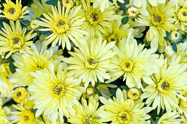 Jaune chrysanthème fleurs fond — Photo