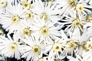 Beyaz kasımpatı çiçeği arka planı