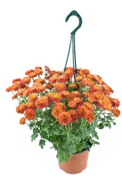 Pot suspendu avec des fleurs de chrysanthème rouge — Photo