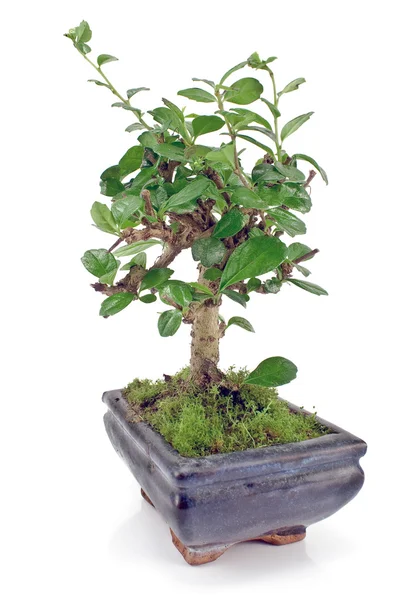 Zöld bonsai fa — Stock Fotó