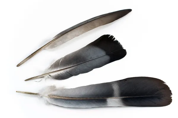 Три перья — стоковое фото