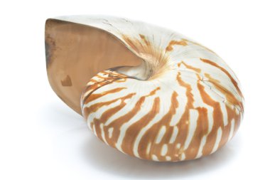 Nautilus kabuğu