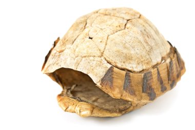 Kaplumbağa kaplumbağa kabuğu