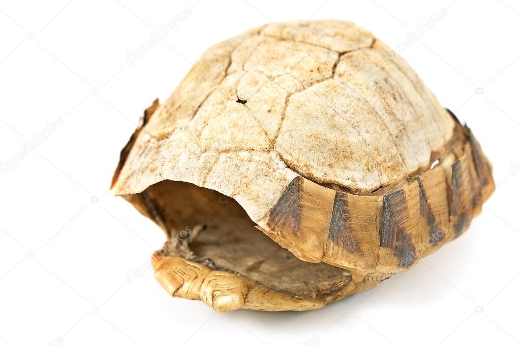 Tortoise turtle shell