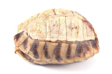 Kaplumbağa kaplumbağa kabuğu