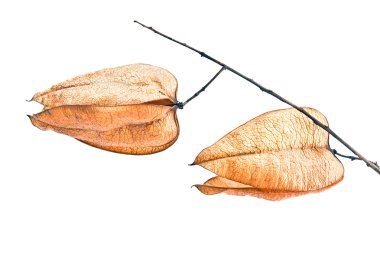 Altın yağmur ağaç tohum pods (koelreuteria paniculata)