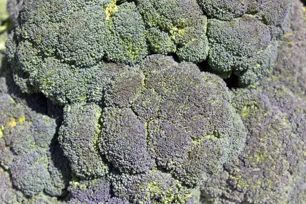 Arka plan olarak taze brokoli — Stok fotoğraf