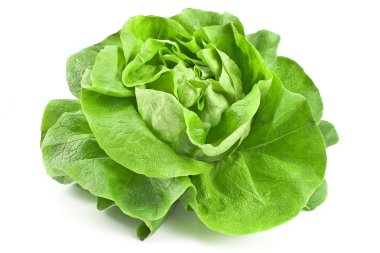 Fresh lettuce clipart