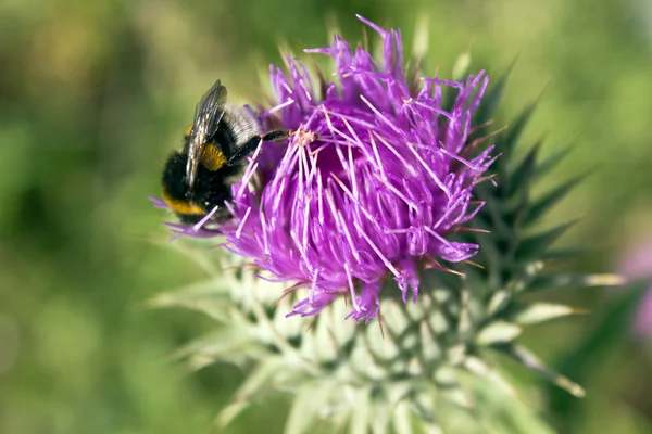 Flower of milk thistle or silybum marianum with bee — Stock Photo, Image