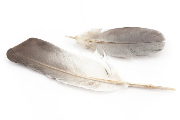 Two feathers isolated on white — Stock Photo, Image