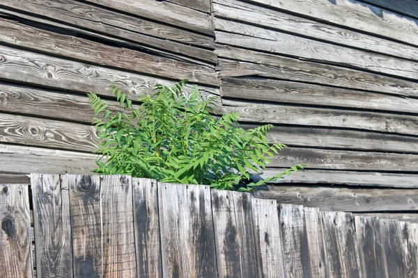 Arbusto verde crescendo em velhas tábuas de madeira — Fotografia de Stock