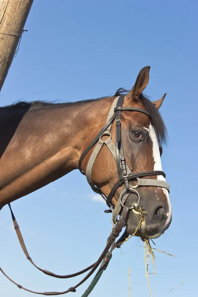 Paard hoofd blauwe hemel — Stockfoto