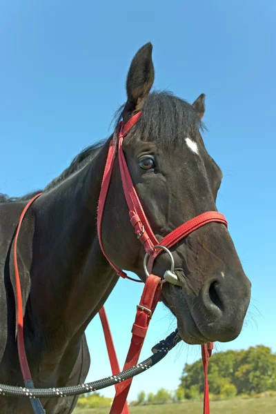 Paard hoofd blauwe hemel — Stockfoto