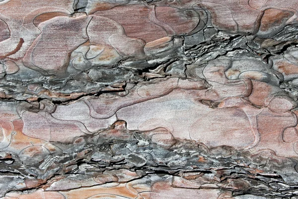 Фон текстуры коры дерева — стоковое фото