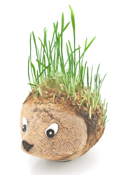 Hedgehog with germinating wheat grass instead of the spines on w — Stock Photo, Image