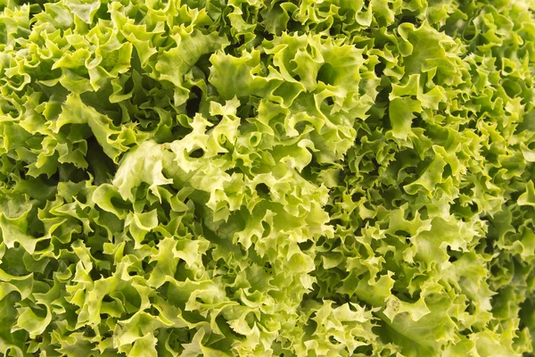 Primo piano della lattuga verde fresca come sfondo — Foto Stock