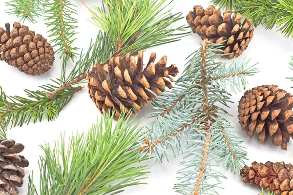Pine cones and needles on white background — Stock Photo, Image