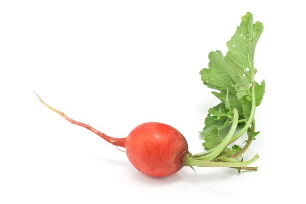 Radish isolated on white — Stock Photo, Image