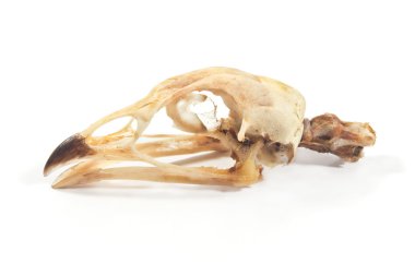 kuş kafatası üzerinde beyaz izole