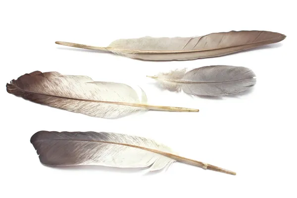 Vier veren geïsoleerd op wit — Stockfoto
