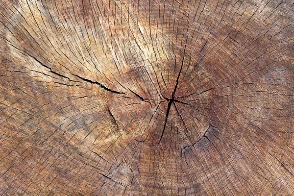 Textura del tocón del árbol como fondo —  Fotos de Stock