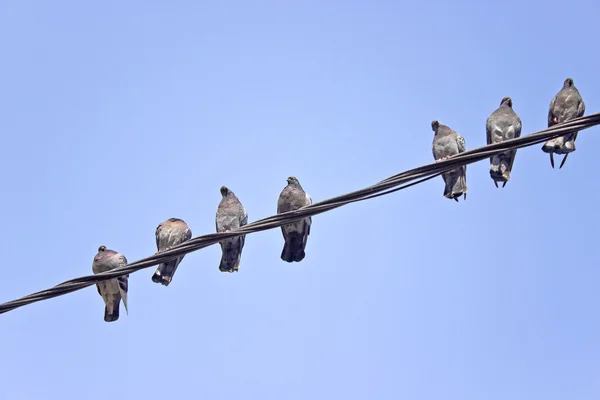 Güvercinler üzerinde gökyüzü üzerinde bir elektrik telleri — Stok fotoğraf