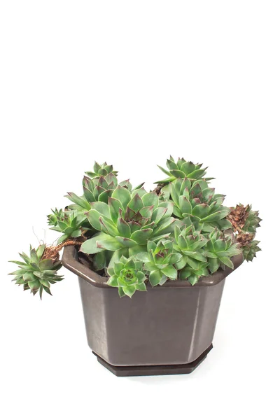Sempervivum plant (gewone) in pot geïsoleerd op wit — Stockfoto