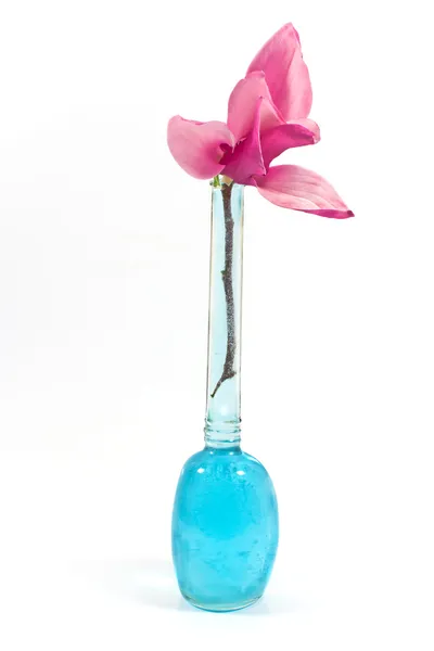 Magnolienblüte in Glasflasche isoliert auf weiß — Stockfoto