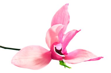 Manolya çiçeği üzerinde beyaz izole 