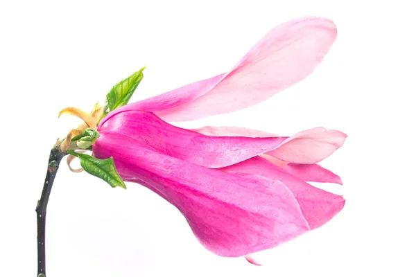 Manolya çiçeği üzerinde beyaz izole — Stok fotoğraf