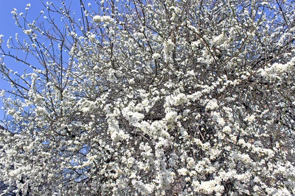 Цветущие ветви дерева над голубым небом — стоковое фото