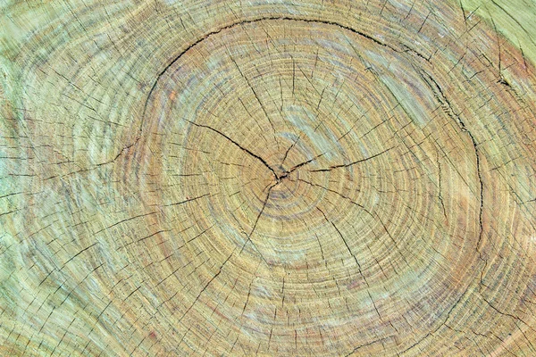 Ağaç kütüğü arka plan dokusu — Stok fotoğraf