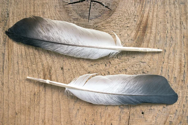 木制的背景上的两根羽毛 — 图库照片