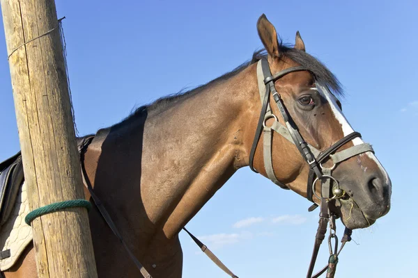 Paard hoofd blauwe hemel — Stockfoto