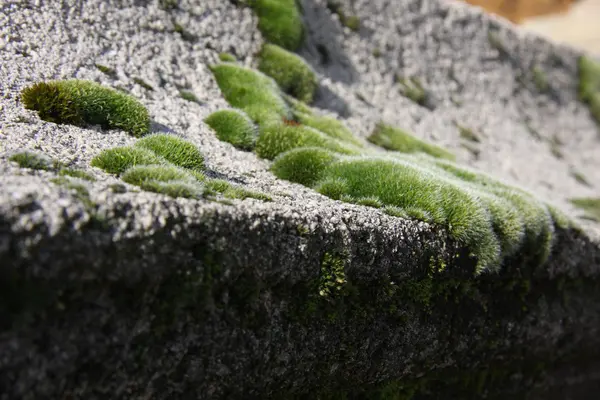 Mero verde — Foto de Stock